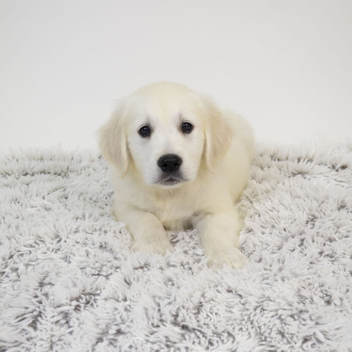 Ezra - Golden Retriever puppy for sale