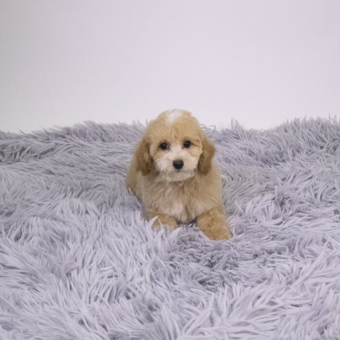 Snowdrop - Bichapoo puppy for sale