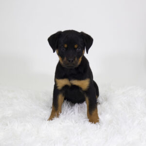 Petland Pembroke Pines Rottweiler puppy available
