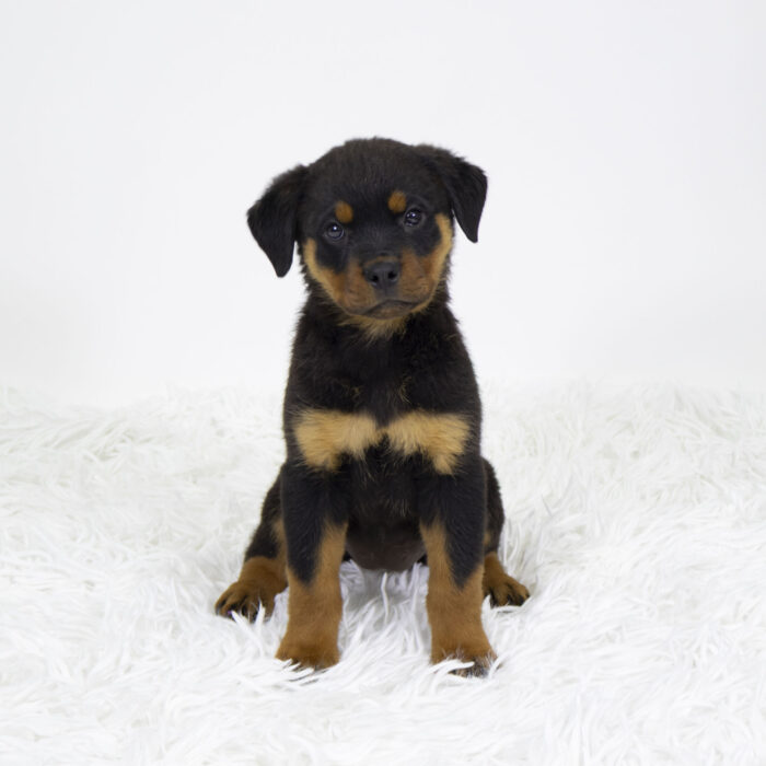 Wish - Rottweiler puppy for sale