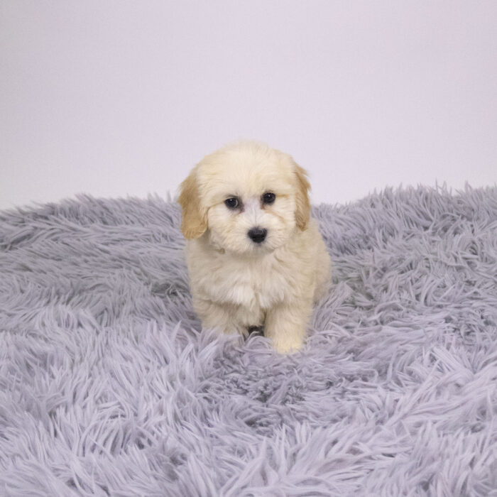Tinsel - Cotonpoo puppy for sale
