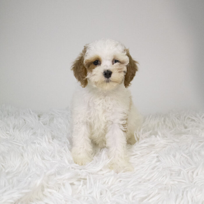 Bella - Cavapoo F2 puppy for sale