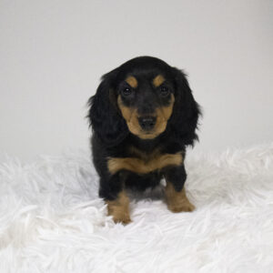 Petland Pembroke Pines Dachshund puppy available