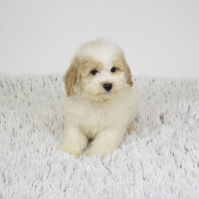 Wren - Bichapoo puppy for sale