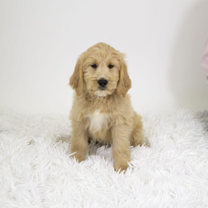 Ares - Goldendoodle Mini puppy for sale