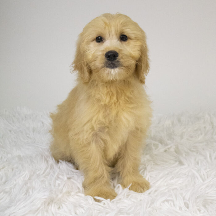 North - Goldendoodle Mini puppy for sale
