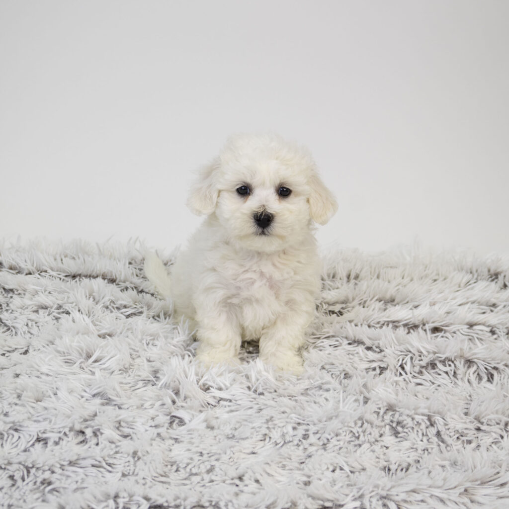 Marshmellow