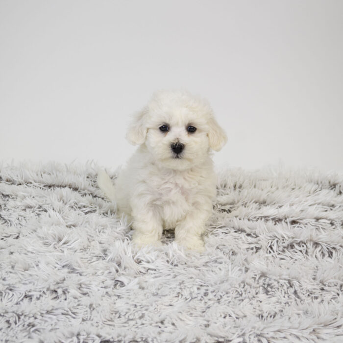 Marshmellow - Bichon Frise puppy for sale