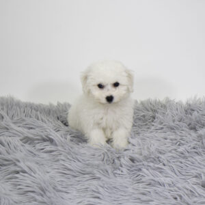 Petland Pembroke Pines Bichon Frise puppy available