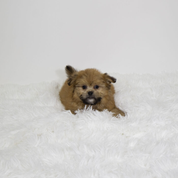 Mia - Shiranian puppy for sale