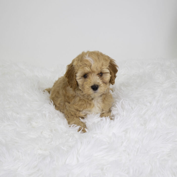 Benji - Cock A Poo puppy for sale