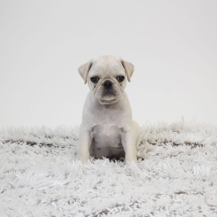 Gibby - Pug puppy for sale