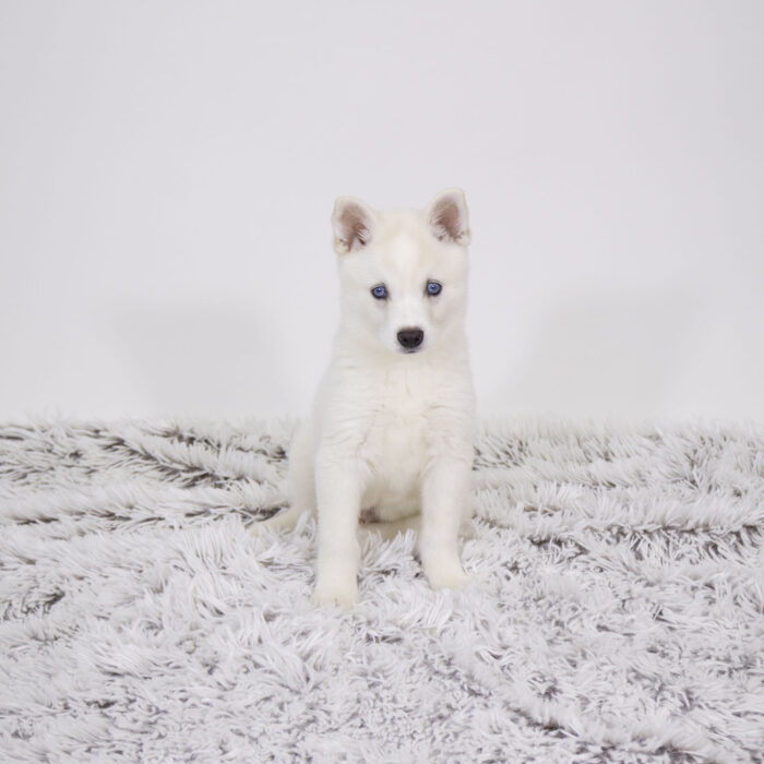 Vanilla - Alaskan Klee Kai puppy for sale