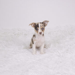 Petland Pembroke Pines Chihuahua puppy available