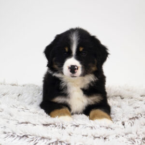 Petland Pembroke Pines Australian Shepherd puppy available