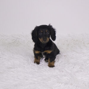 Petland Pembroke Pines Dachshund puppy available