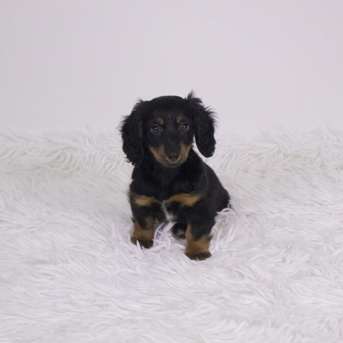 Bonita - Dachshund puppy for sale