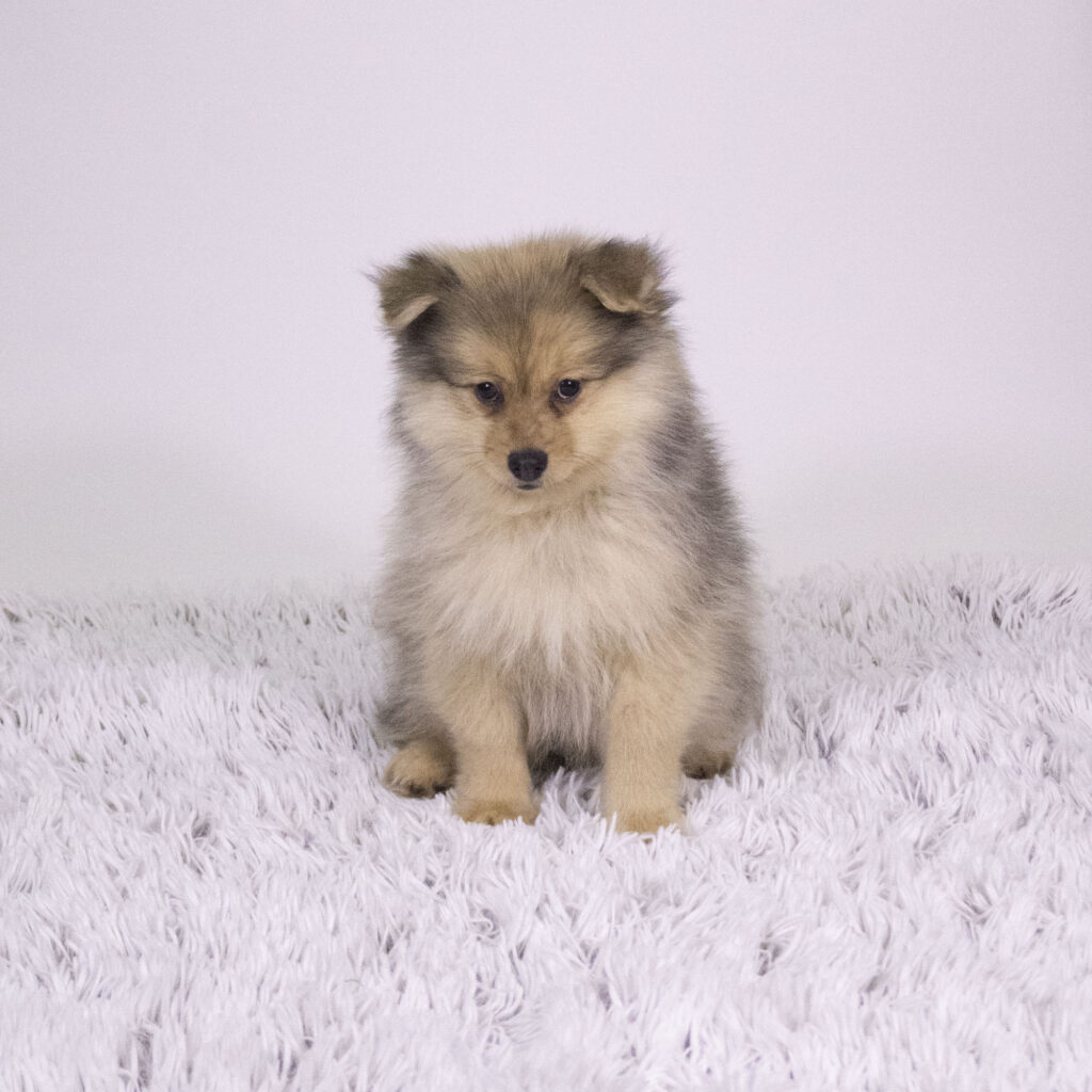 Benji