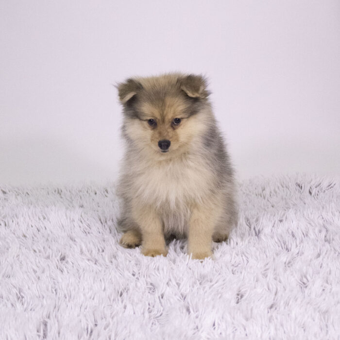 Benji - Pomeranian puppy for sale