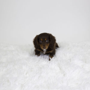 Petland Pembroke Pines Dachshund puppy available