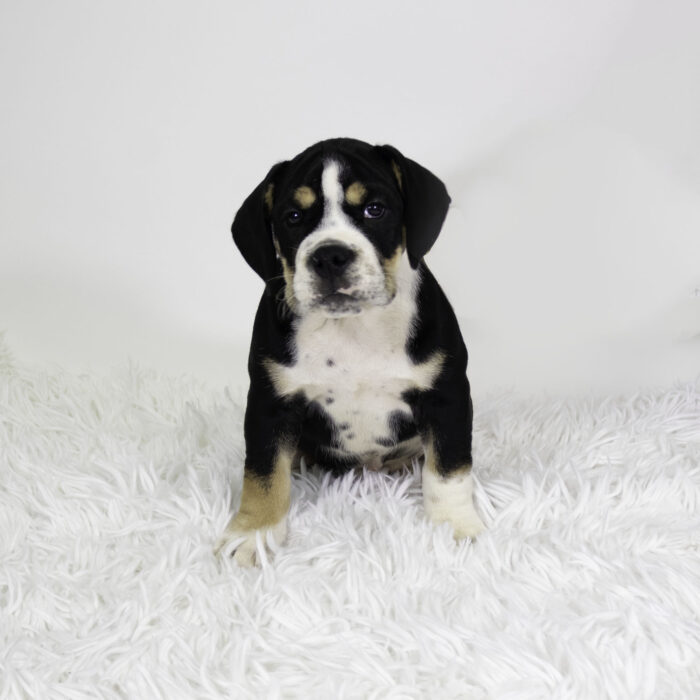 Axel - Beabull 2nd Gen puppy for sale
