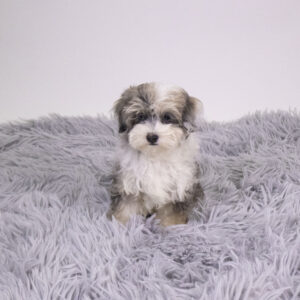 Petland Pembroke Pines Maltipoo puppy available