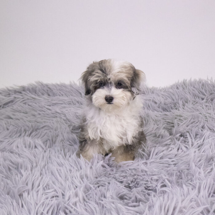 Thorn - Maltipoo puppy for sale