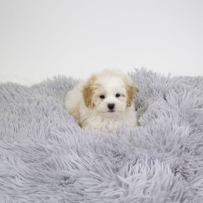 Apollo - mini aussie poo puppy for sale