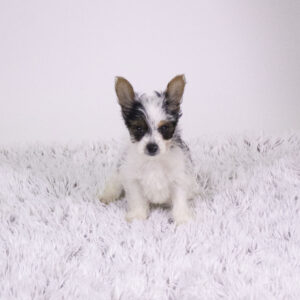 Petland Pembroke Pines Yorkshire Terrier puppy available