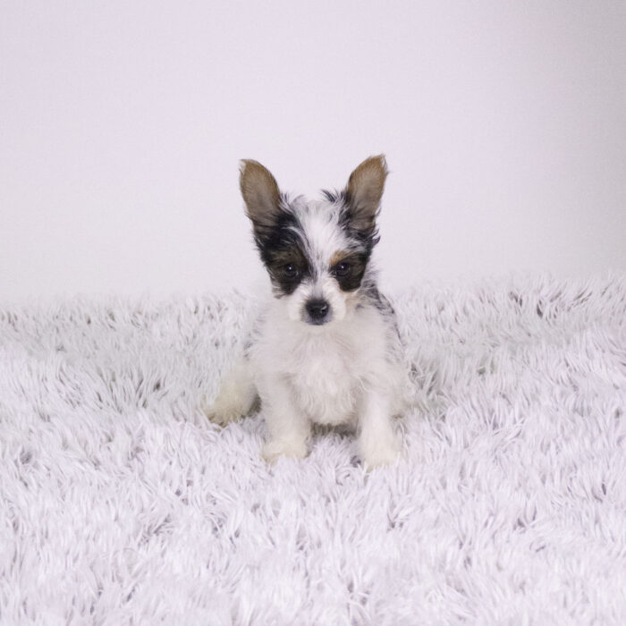 Lantern - Yorkshire Terrier puppy for sale
