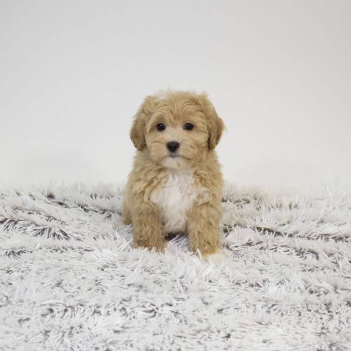 Caramel - Havapoo puppy for sale