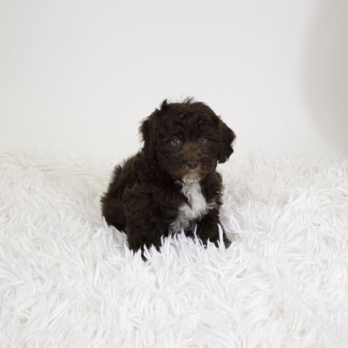 Fringe - Havapoo puppy for sale