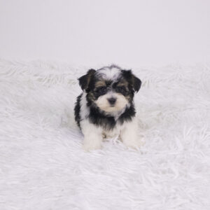 Petland Pembroke Pines Morkie puppy available