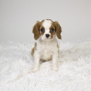 Petland Pembroke Pines Cavalier King Charles Spaniel puppy available