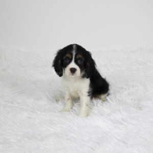 Petland Pembroke Pines Cavalier King Charles Spaniel puppy available