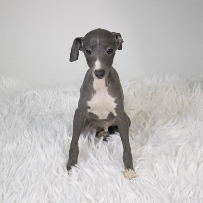 Zion - Italian Greyhound puppy for sale