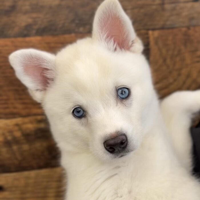 Vanilla - Alaskan Klee Kai puppy for sale