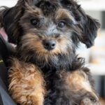petland-myth-busting-may-educ-2026-1