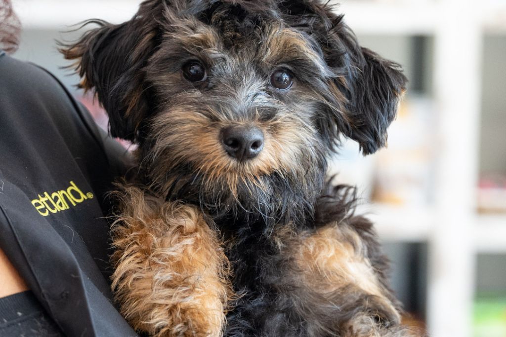 petland-myth-busting-may-educ-2026-1