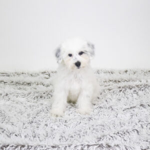 Petland Pembroke Pines Schnoodle puppy available