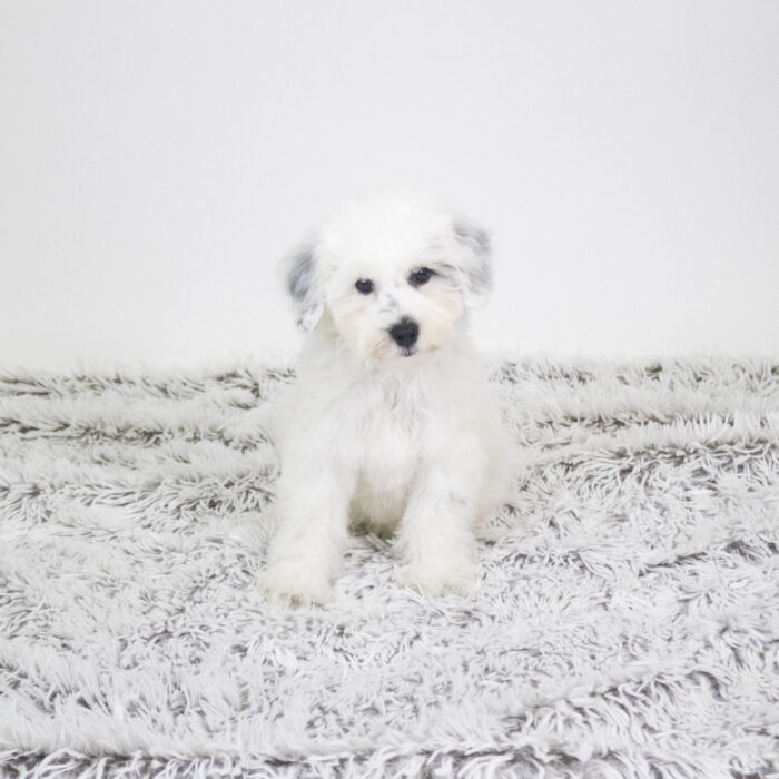 Theo - Schnoodle puppy for sale