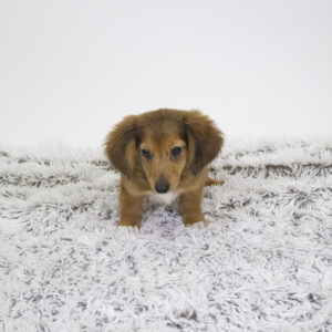 Petland Pembroke Pines Dachshund puppy available