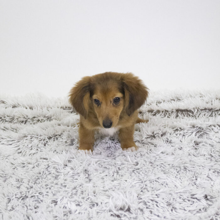 Remi - Dachshund puppy for sale