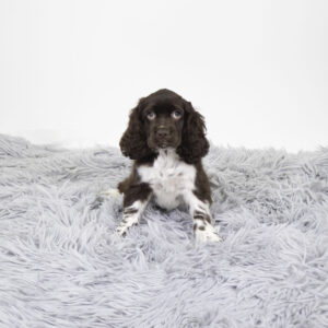 Petland Pembroke Pines Cocker Spaniel puppy available