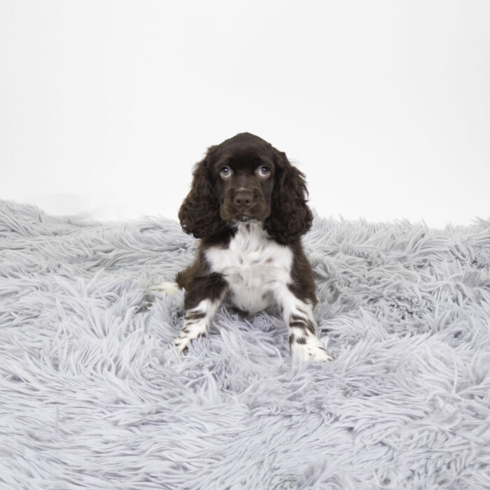 Buck - Cocker Spaniel puppy for sale