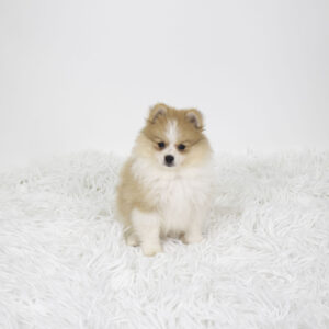 Pomeranian