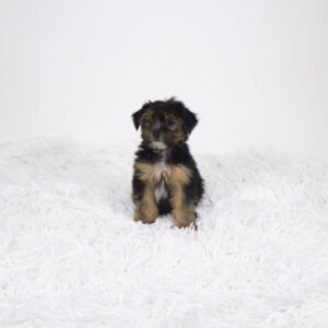 Petland Pembroke Pines Yorkshire Terrier puppy available