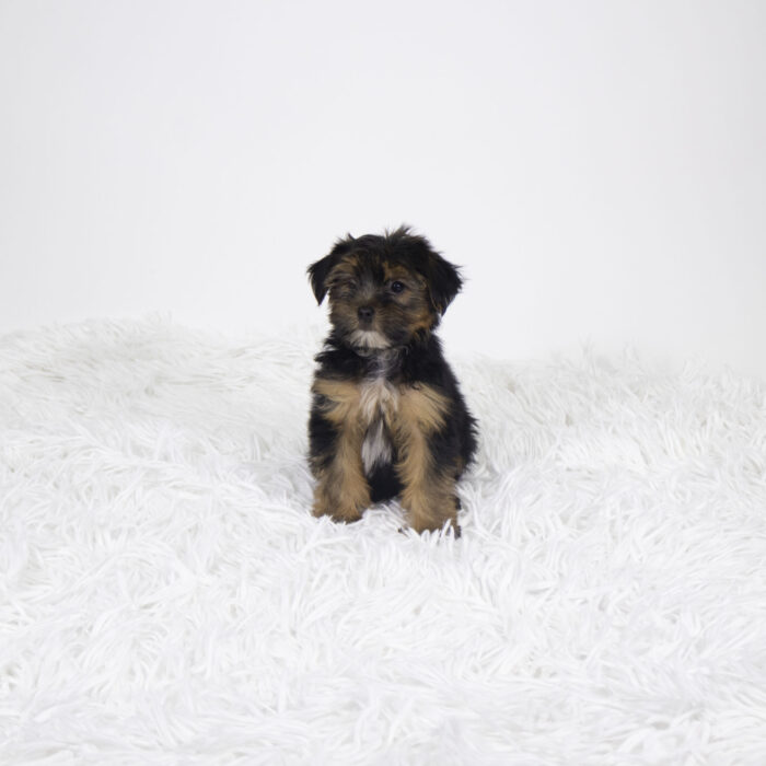 Corbin - Yorkshire Terrier puppy for sale