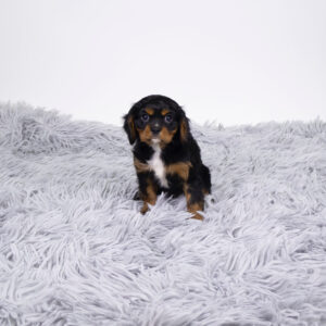 Cavalier King Charles Spaniel