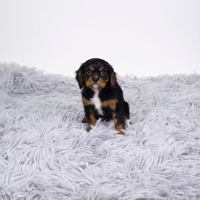 KC - Cavalier King Charles Spaniel puppy for sale